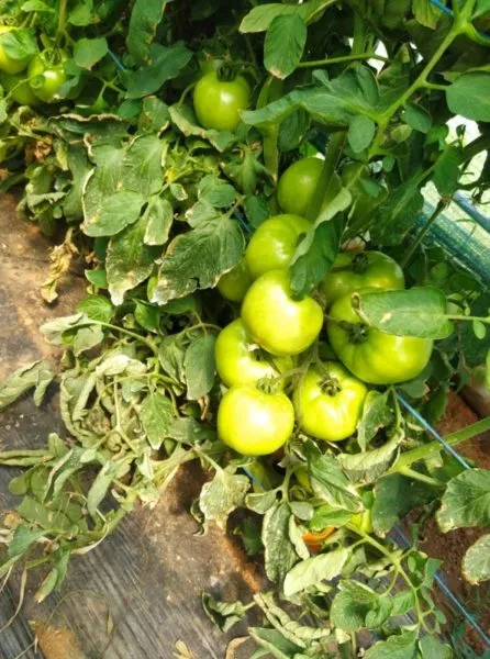 Grow Well SUPER λίπασμα ανάπτυξης 1lt με ιχνοστοιχεία