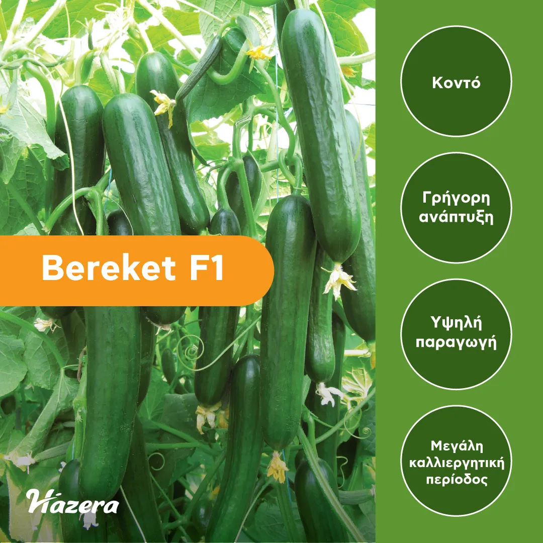 MyAgroMarket Bereket F1 σπόροι αγγουριού 100 τεμ κοντό