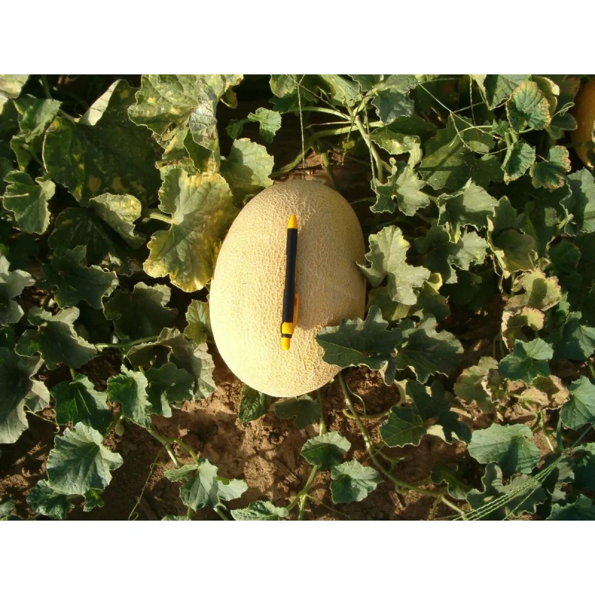 MyAgroMarket Πεπόνι MZIRAA F1 σπόροι ανανάς 250 τεμ