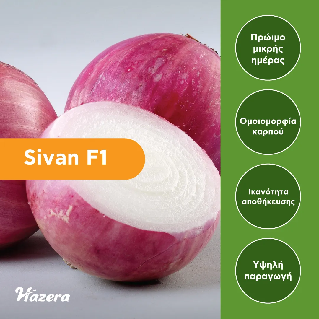MyAgroMarket Κρεμμύδι Sivan F1 125.000 σπόροι κόκκινο
