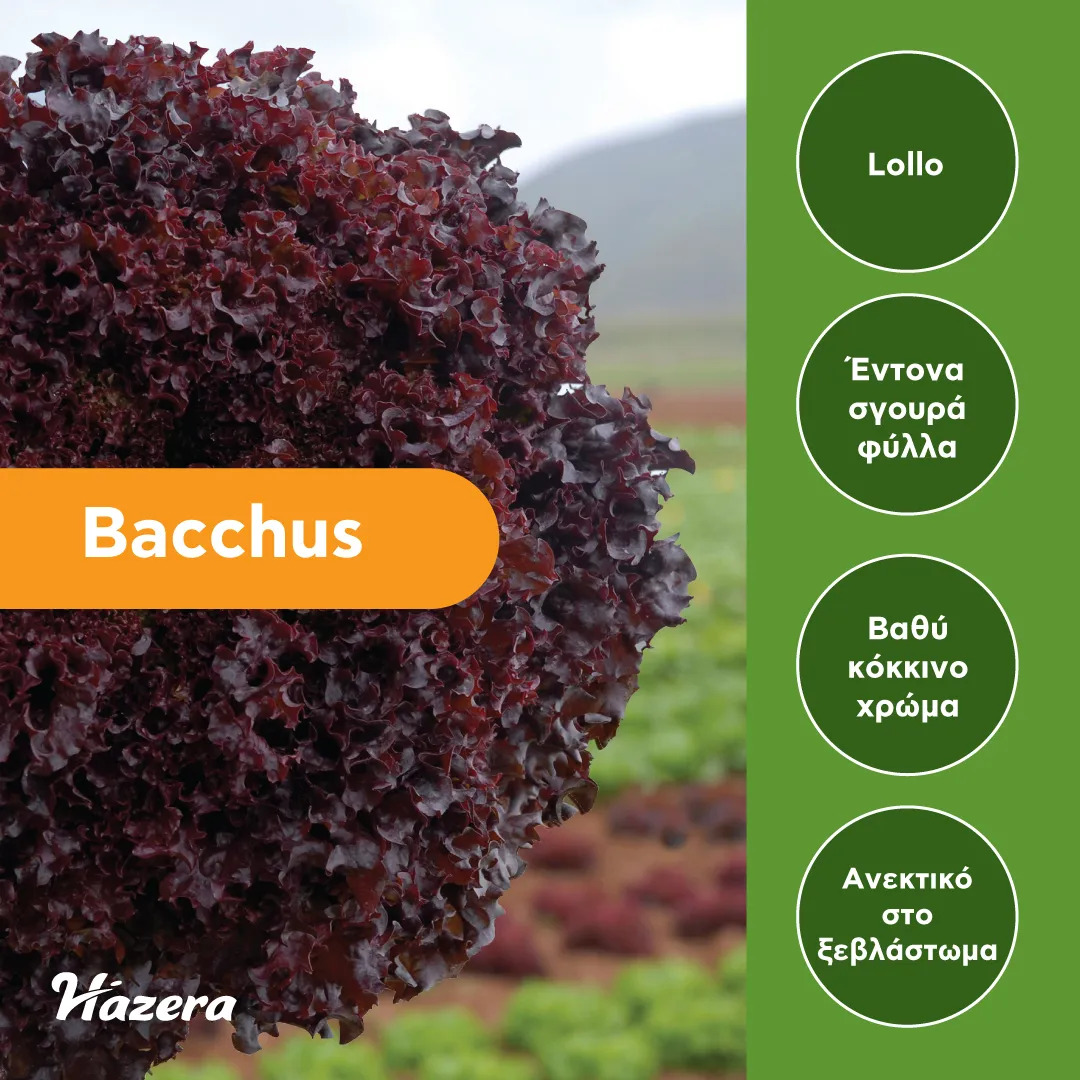 MyAgroMarket Bacchus Σπόροι Μαρουλιού 5000 pellets Triple Red