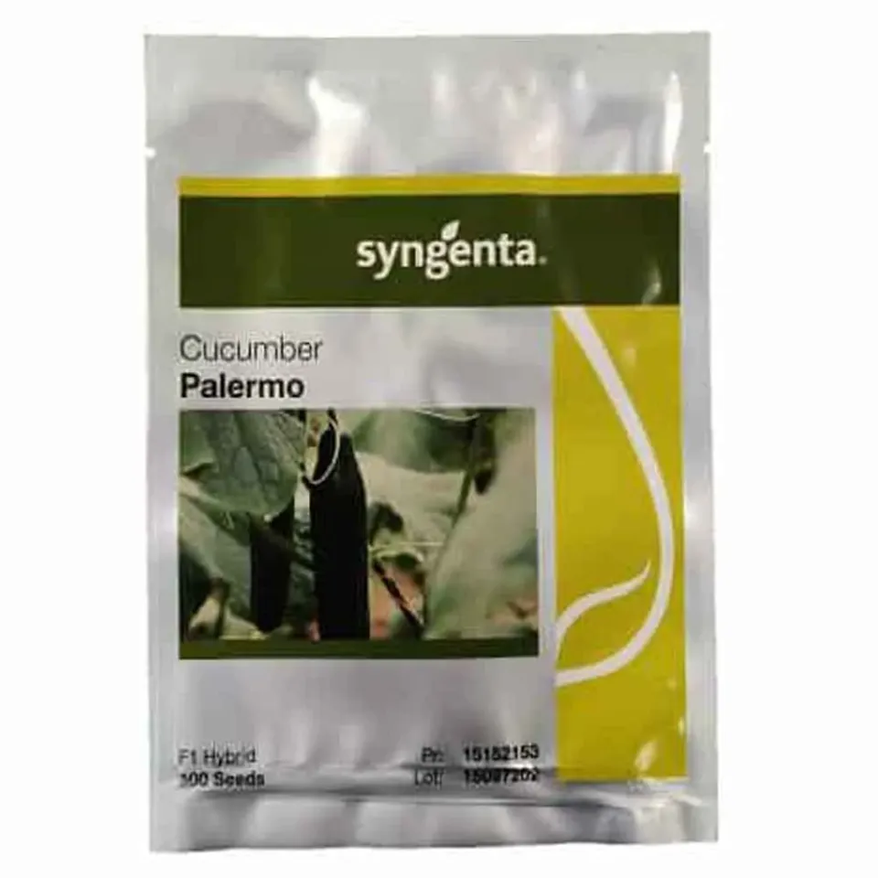MyAgroMarket Palermo F1 σπόροι αγγουριού 500 τεμ μακρύ