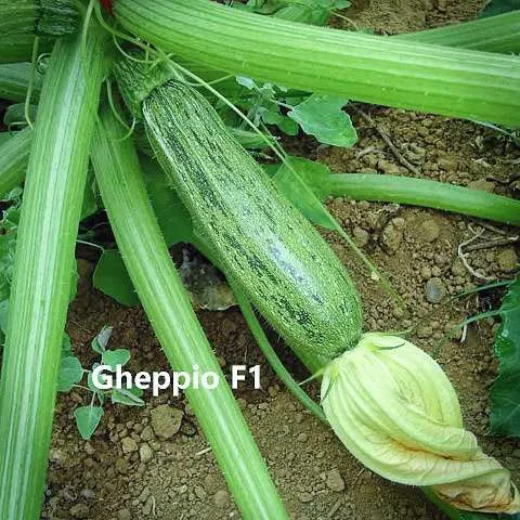 MyAgroMarket Gheppio F1 κολοκύθι σπόροι 100gr πρώιμο