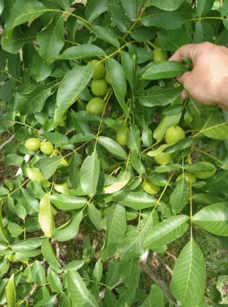 Grow Well Power λίπασμα καρπόδεσης 1lt βορίου ψευδαργύρου