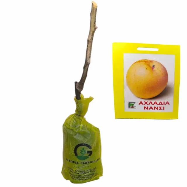 MyAgroMarket Αχλαδόμηλο Νάνσι δέντρο μπάλα τύρφης παραγωγικό