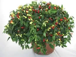MyAgroMarket Mechico πιπεριά καυτερή σπόροι 0,06 gr