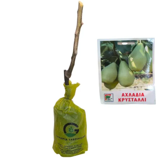 MyAgroMarket αχλαδιά Κρυστάλλι δέντρο εμβολιασμένο
