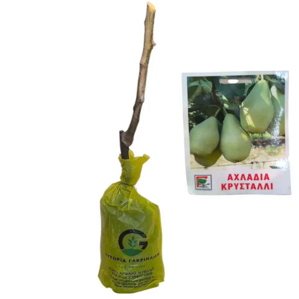 MyAgroMarket αχλαδιά Κρυστάλλι δέντρο εμβολιασμένο