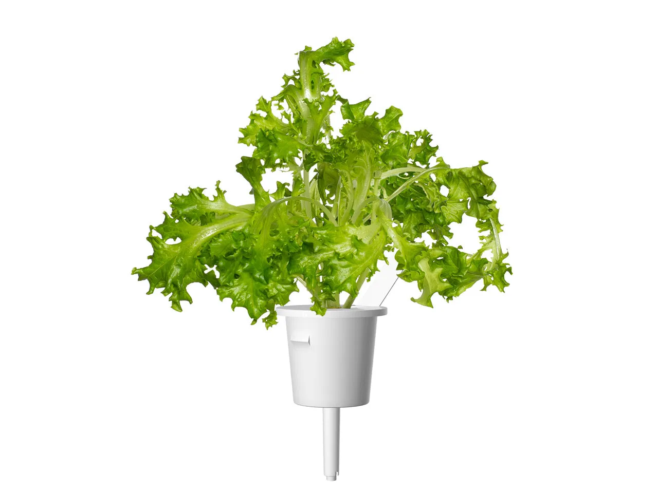 Click and Grow Oakleaf Lettuce κάψουλες φυτών 9-pack τραγανό