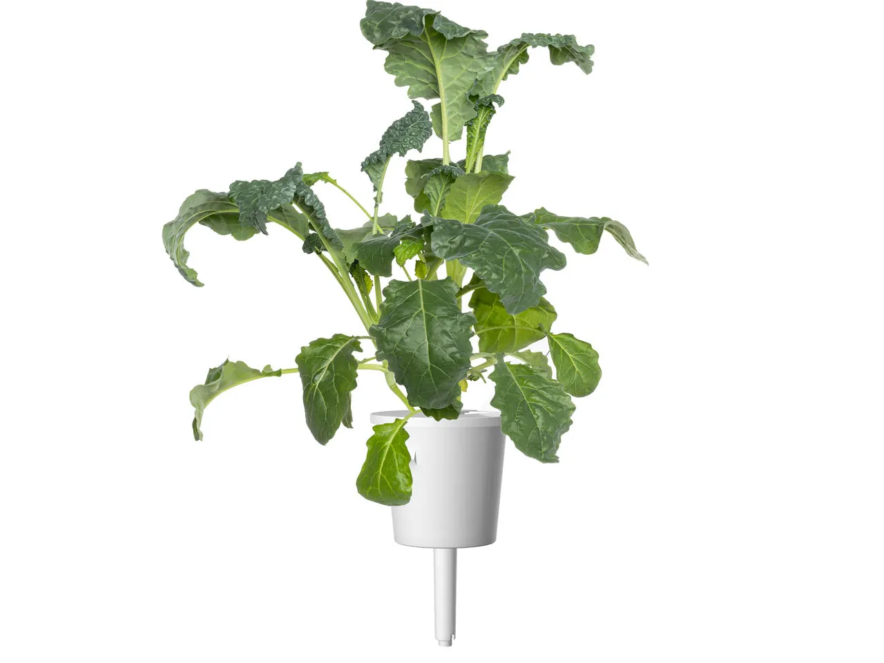 Click and Grow Italian Kale κάψουλες λαχανίδας 9 τεμαχίων