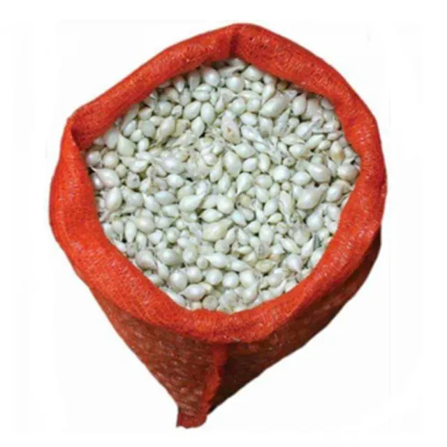 MyAgroMarket κοκκάρι λευκό Snowball 14-21 500gr φύτεμα