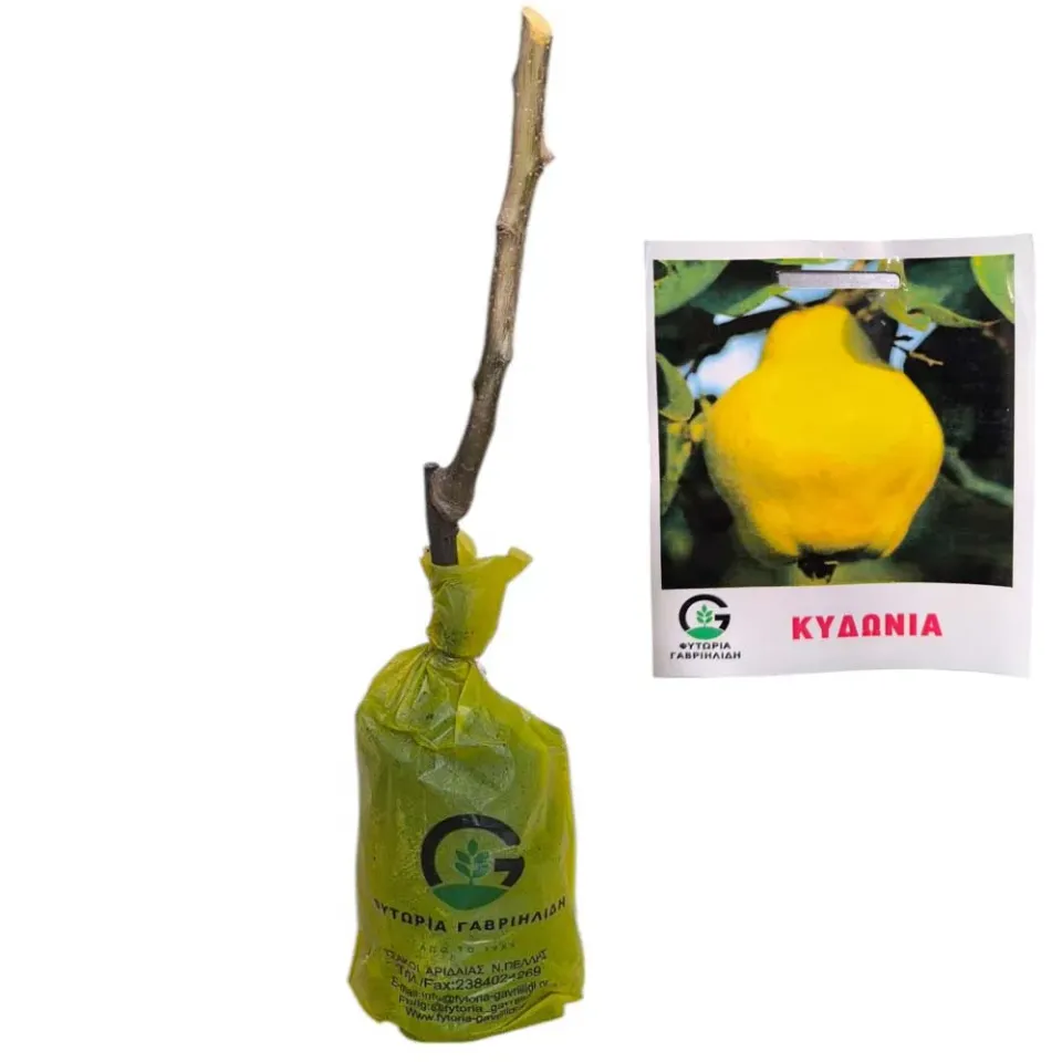 MyAgroMarket Κυδωνιά γίγας δέντρο ανθεκτικό μεγάλος καρπός