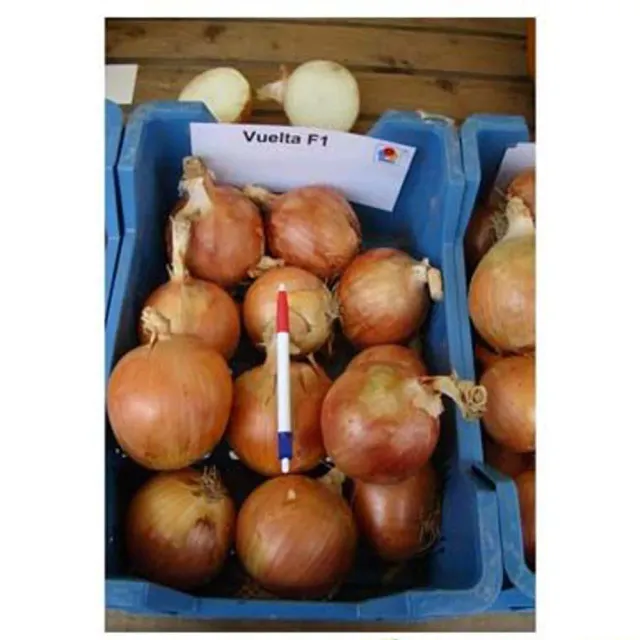 MyAgroMarket Vuelta F1 σπόροι κρεμμυδιού 250.000 σπόροι
