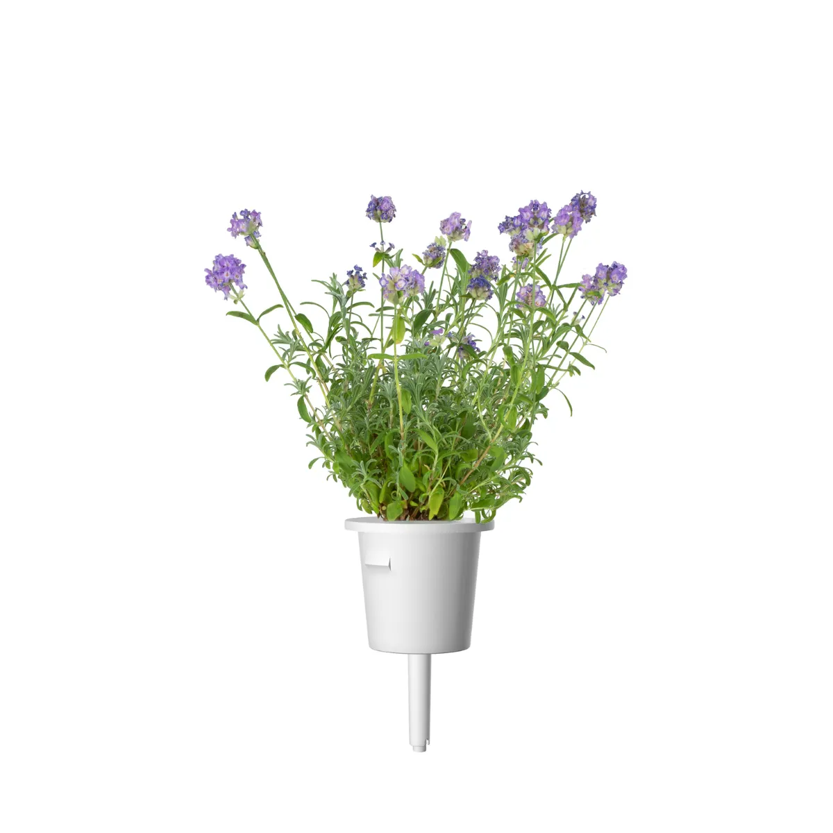 Click and Grow Lavender κάψουλες φυτών 9-pack αρωματική
