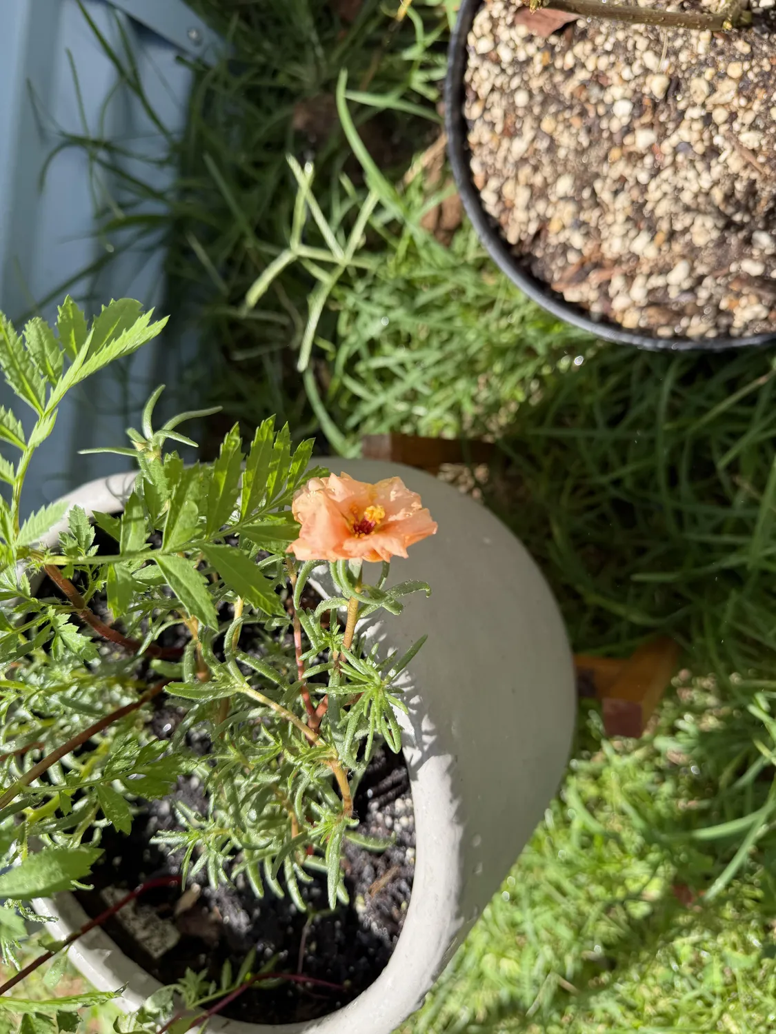Click and Grow Βασιλικός κάψουλες 30 τεμ για πέστο