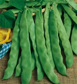 MyAgroMarket φασόλι Super Marconi σπόροι 30gr αναρριχώμενο
