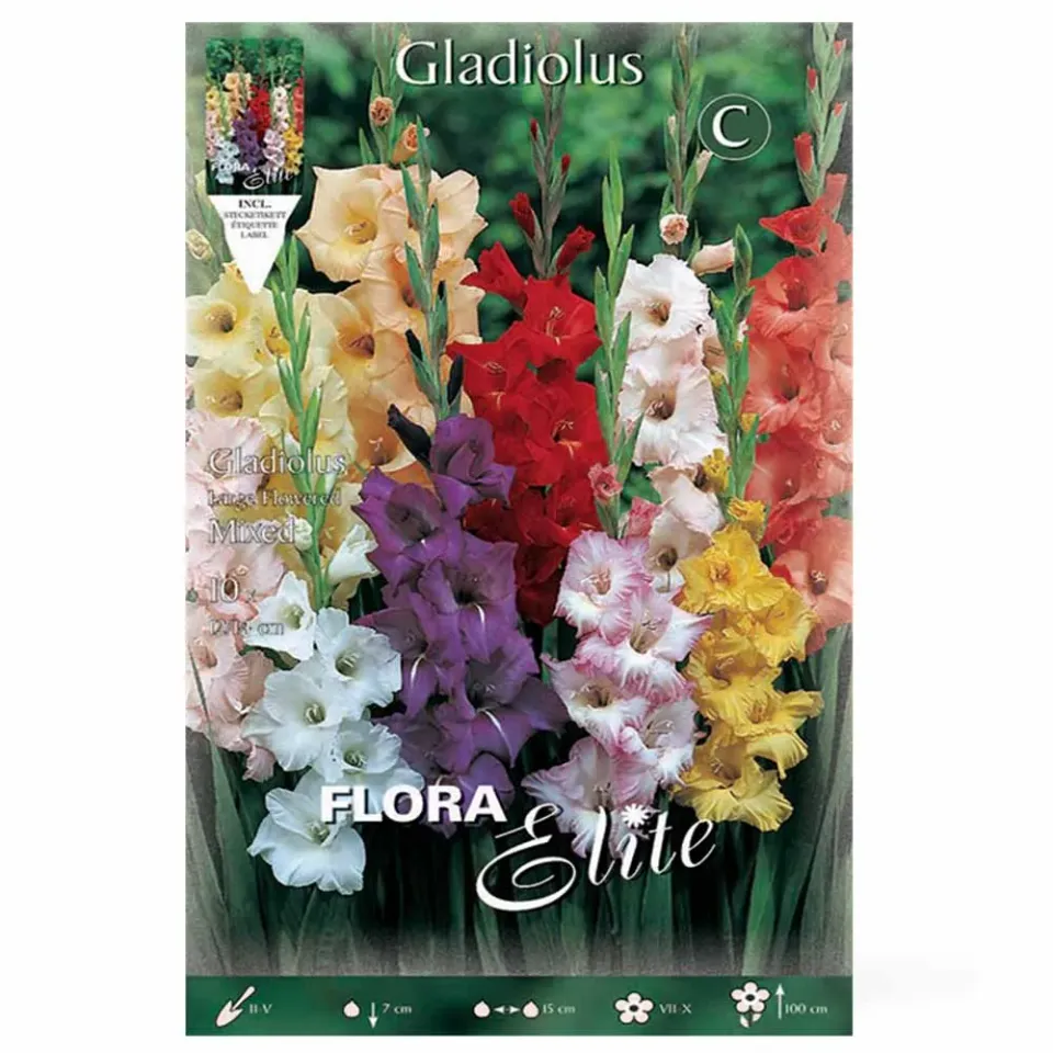 MyAgroMarket Large Flowered βολβοί γλαδιόλας 10 βολβοί μίγμα