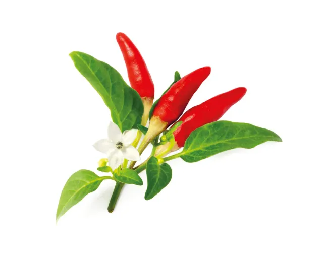 Click and Grow Red Hot Chili κάψουλες καυτερής πιπεριάς 3 τεμ