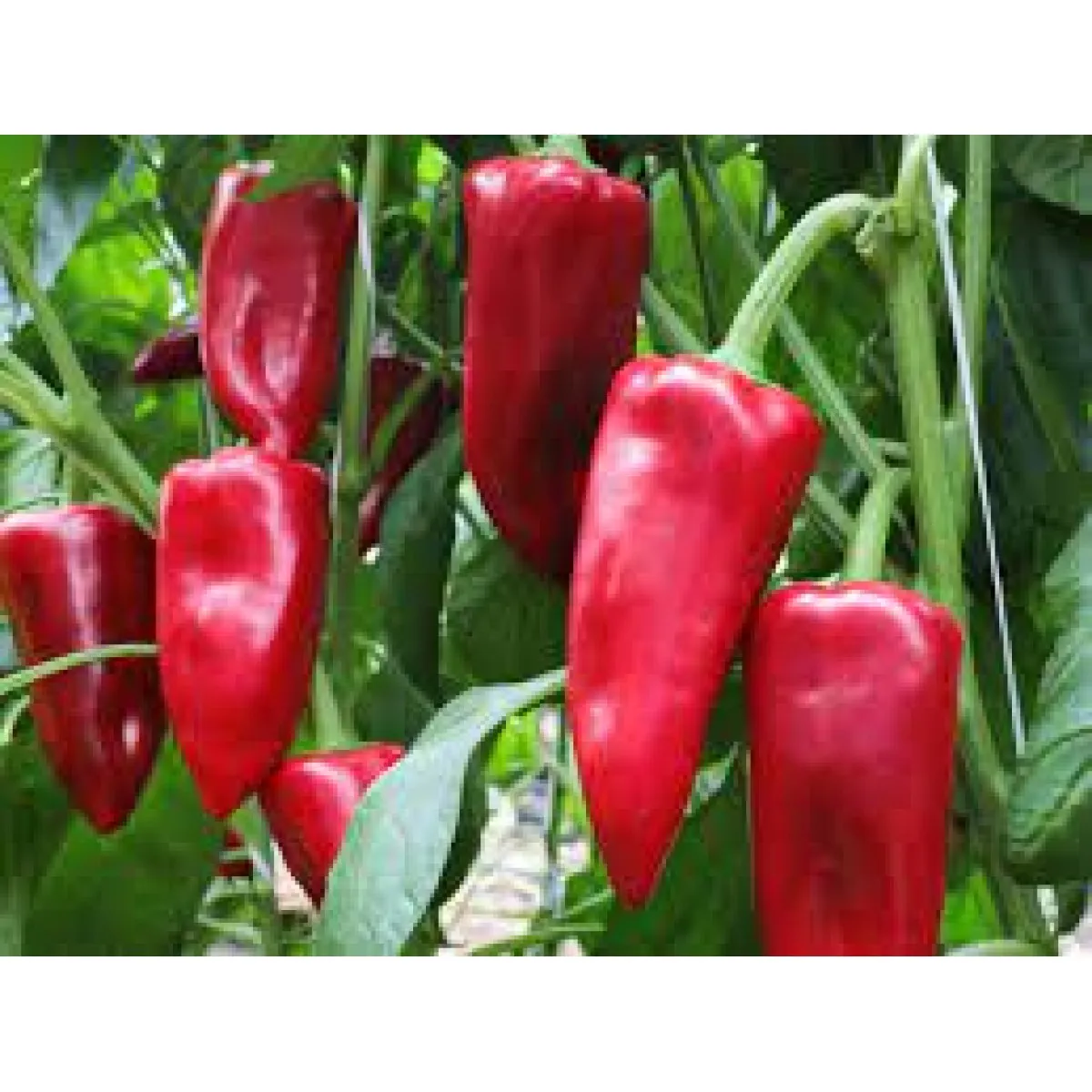 MyAgroMarket Kamor F1 σπόροι πιπεριάς Φλωρίνης 100