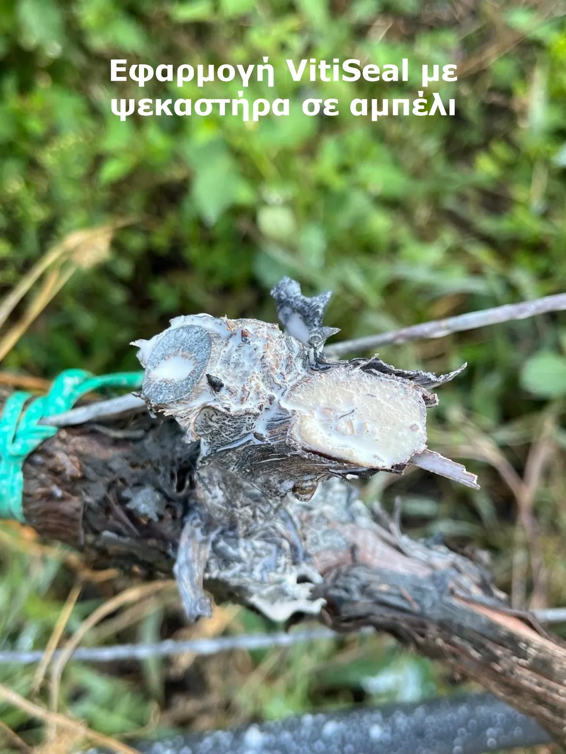 Vitiseal επικαλυπτικό πληγών δέντρων μετά το κλάδεμα