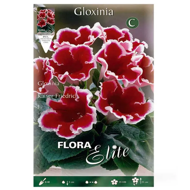 MyAgroMarket Gloxinia Kaiser Friedrich βολβός 1 τεμ. δίχρωμη