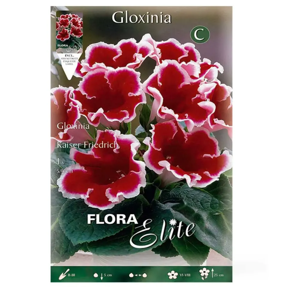 MyAgroMarket Gloxinia Kaiser Friedrich βολβός 1 τεμ. δίχρωμη