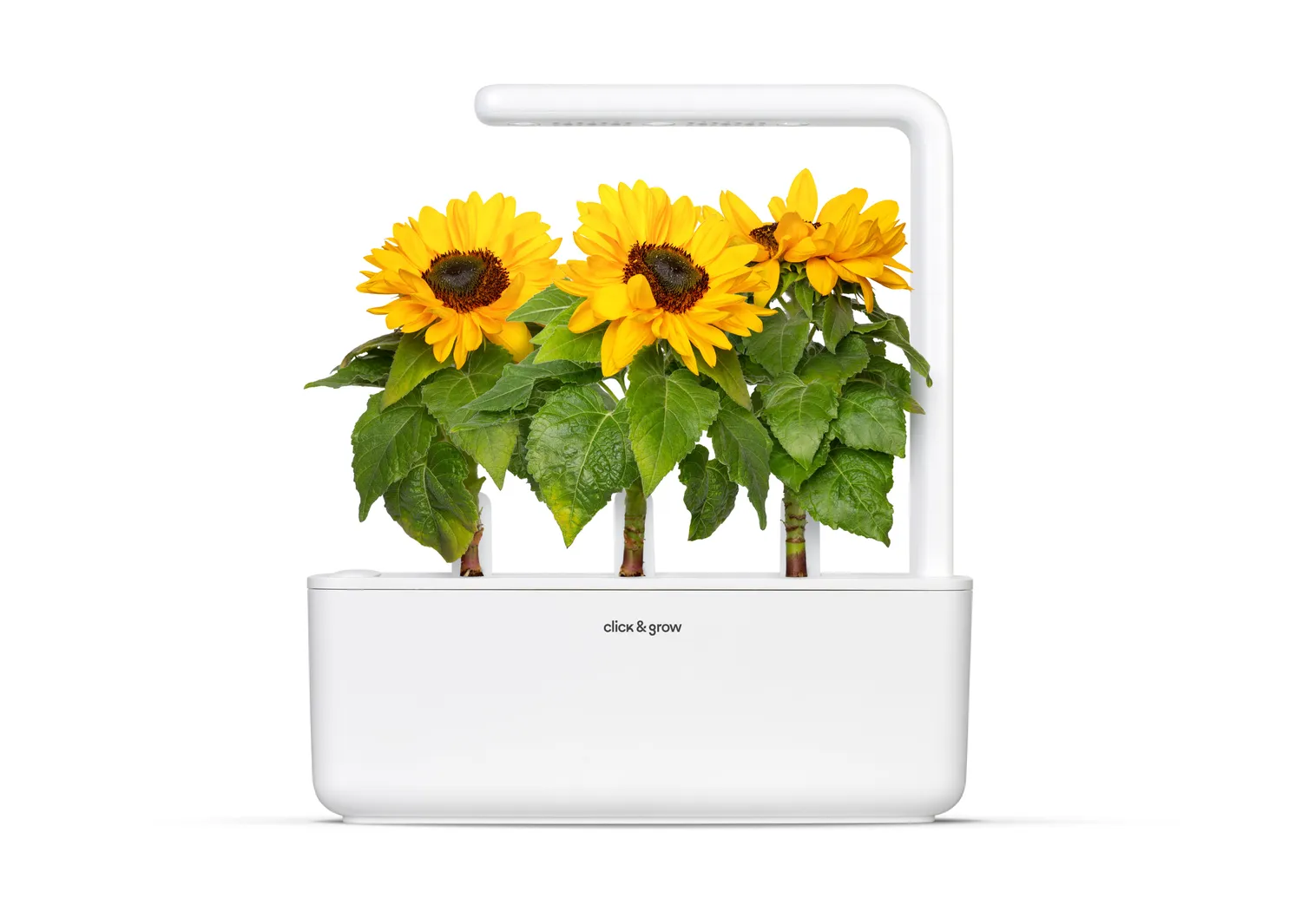 Click and Grow Mini Sunflower κάψουλες ηλίανθος 3 τεμ άνθος