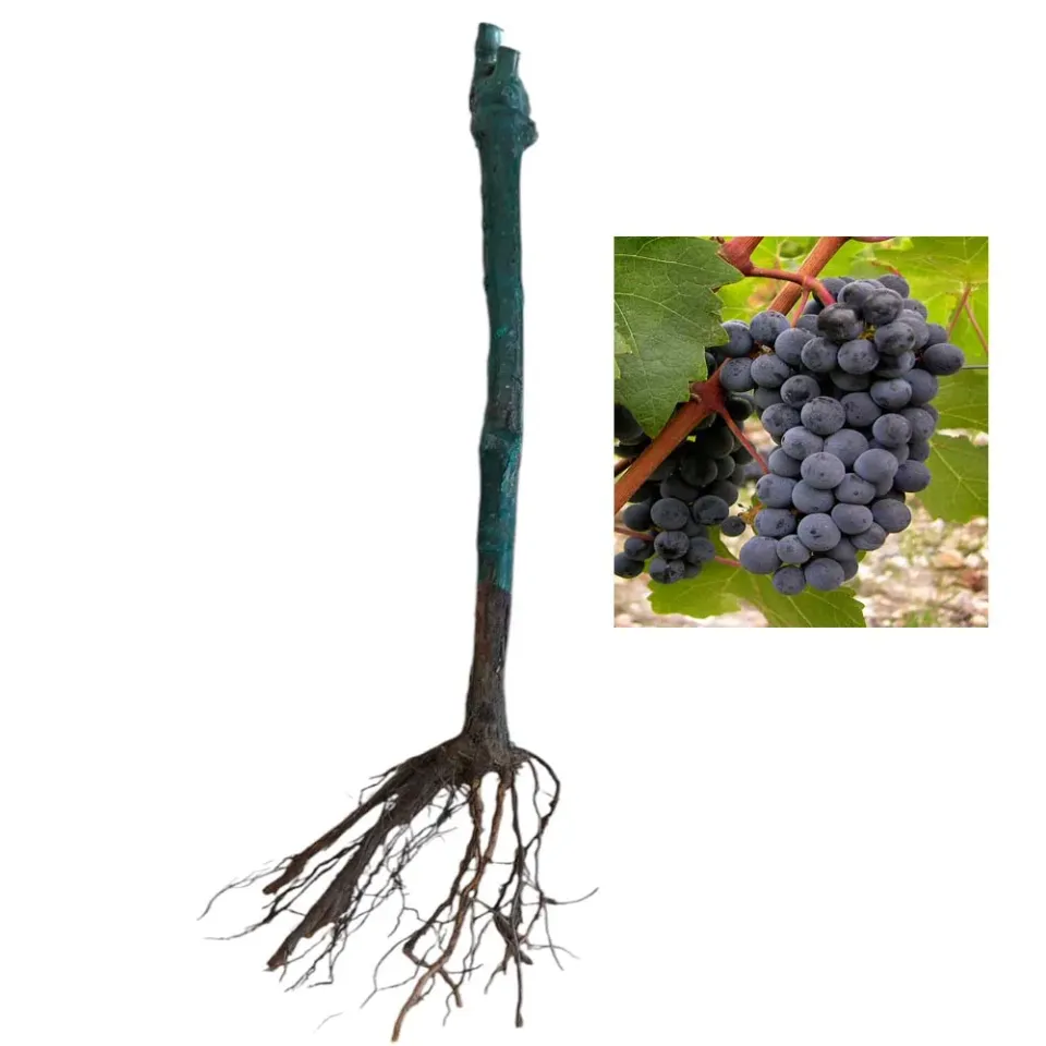 MyAgroMarket Cabernet Sauvignon κλήμα εμβολιασμένο οινοποιήσιμο