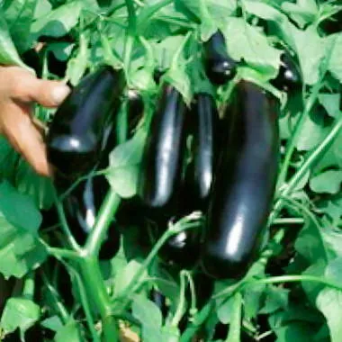 MyAgroMarket μελιτζάνα Mirabelle F1 σπόροι 100 σπόροι