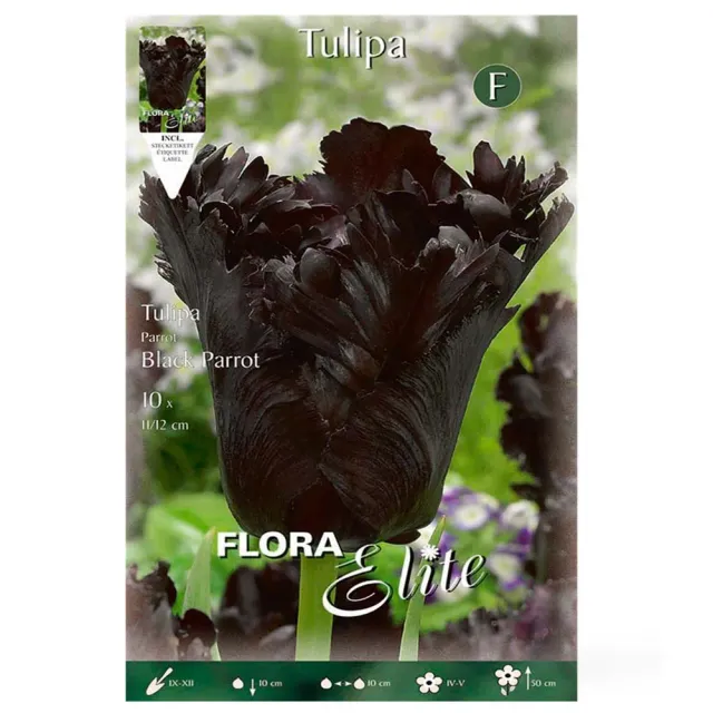 MyAgroMarket Black Parrot βολβοί τουλίπας μαύρης 10 βολβοί