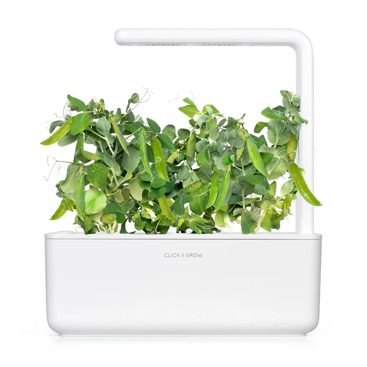 Click and Grow Dwarf Pea κάψουλες αρακά νάνου 3 τεμ