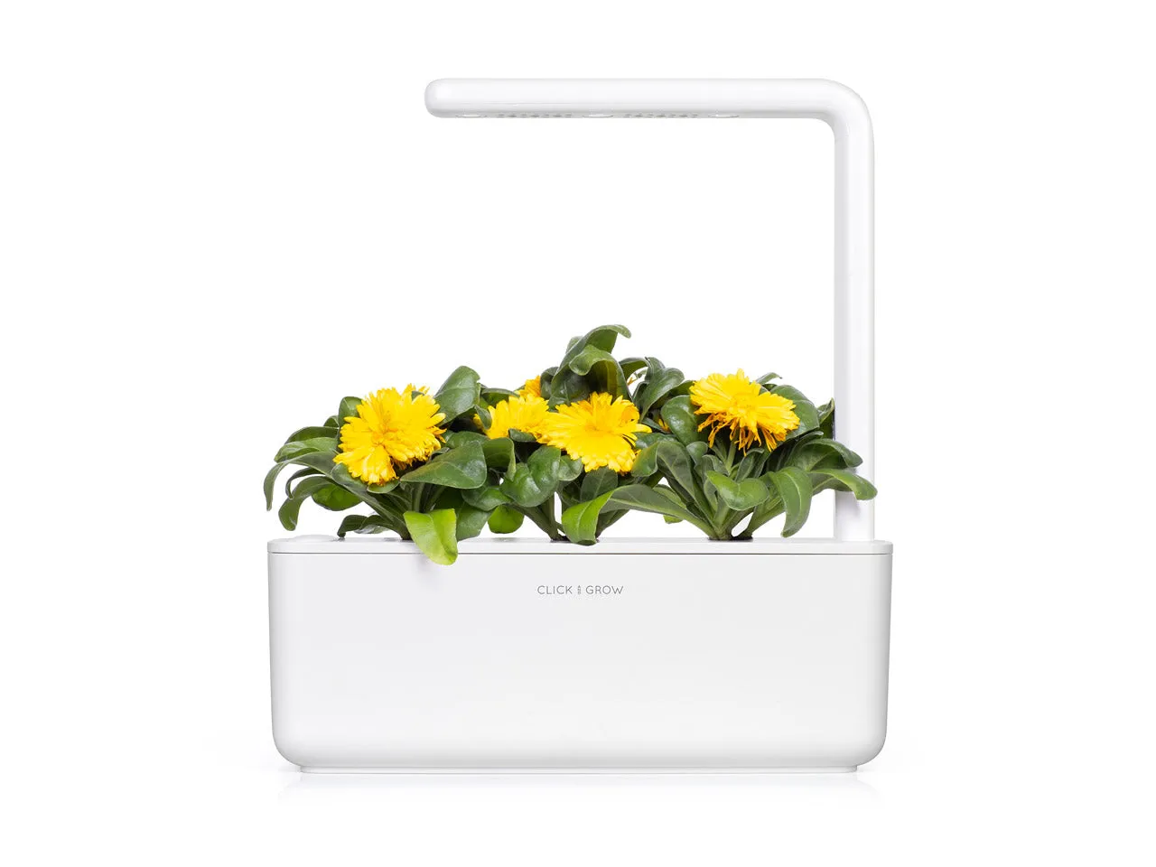 Click and Grow Calendula κάψουλες φυτών 3 τεμαχίων βρώσιμα άνθη