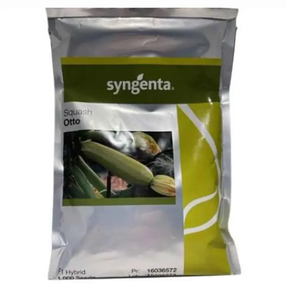 Syngenta Otto F1 σπόροι κολοκυθιού 1000 σπόροι πρώιμο