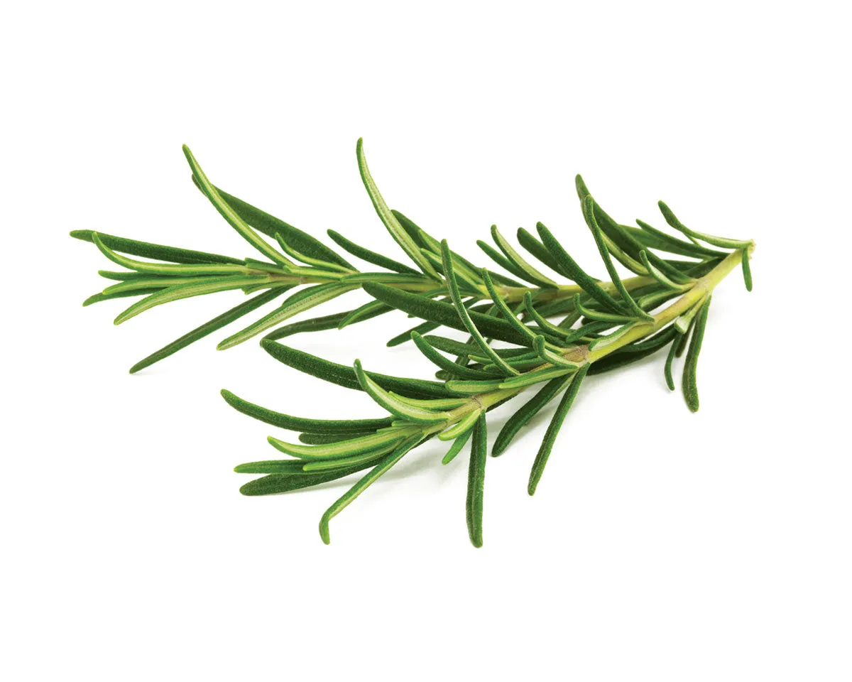Click and Grow Rosemary κάψουλες δεντρολίβανο 9 τεμ αρωματικό