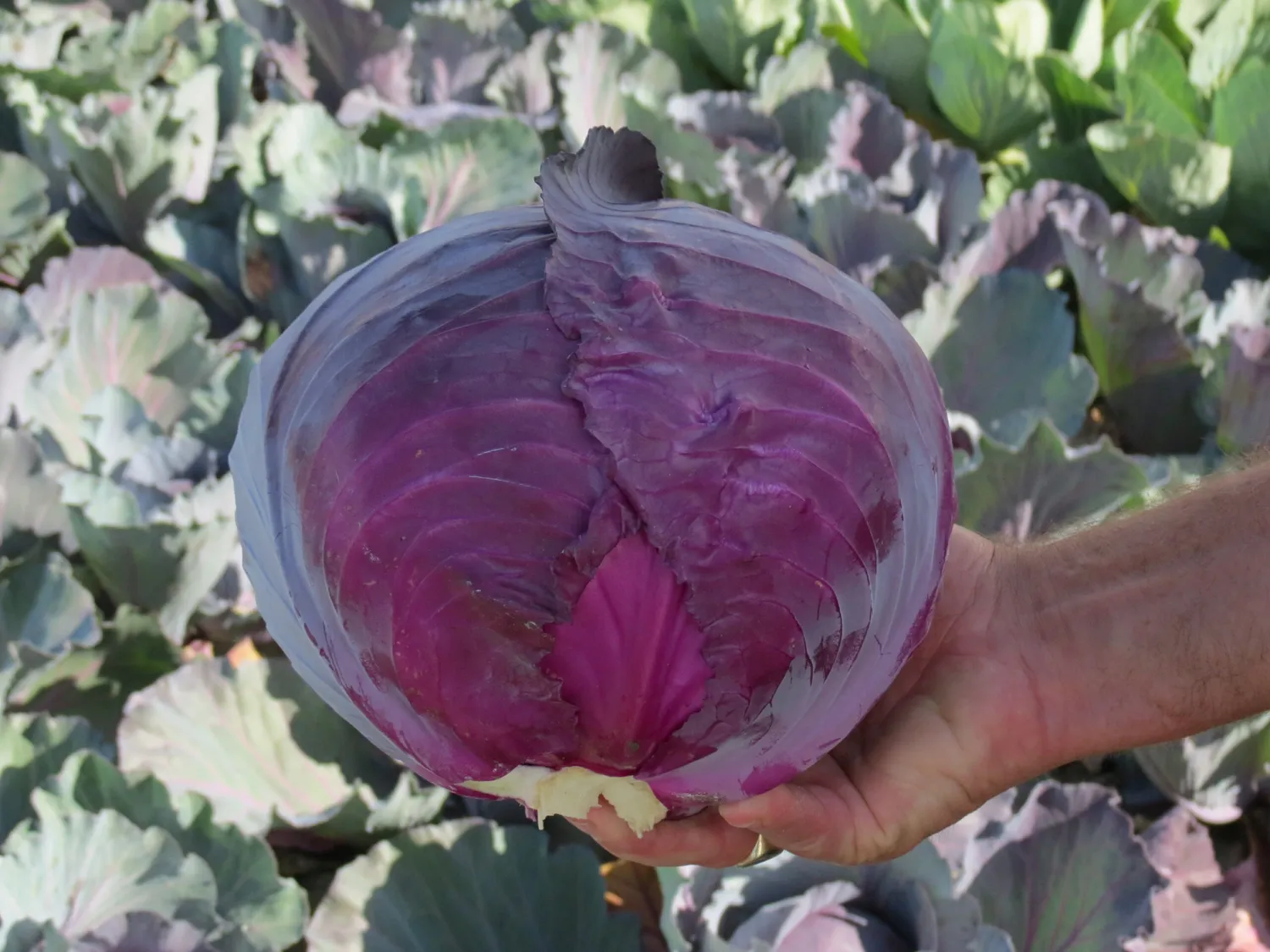MyAgroMarket Romus F1 σπόροι κόκκινου λάχανου 2500 τεμ