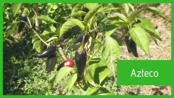 MyAgroMarket Azteco σπόροι πιπεριάς τσίλι καυτερή