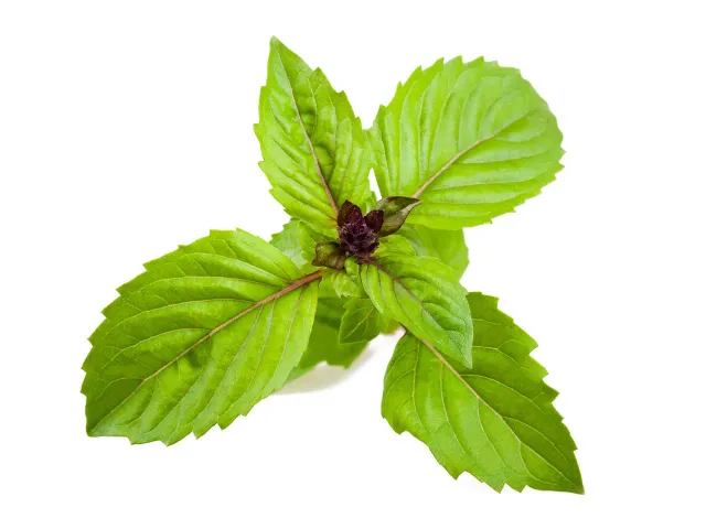 Click and Grow Cinnamon Basil κάψουλες βασιλικού 3 τεμαχίων