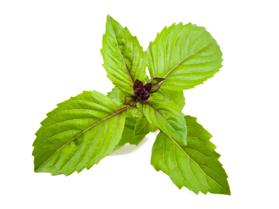 Click and Grow Cinnamon Basil κάψουλες βασιλικού 3 τεμαχίων