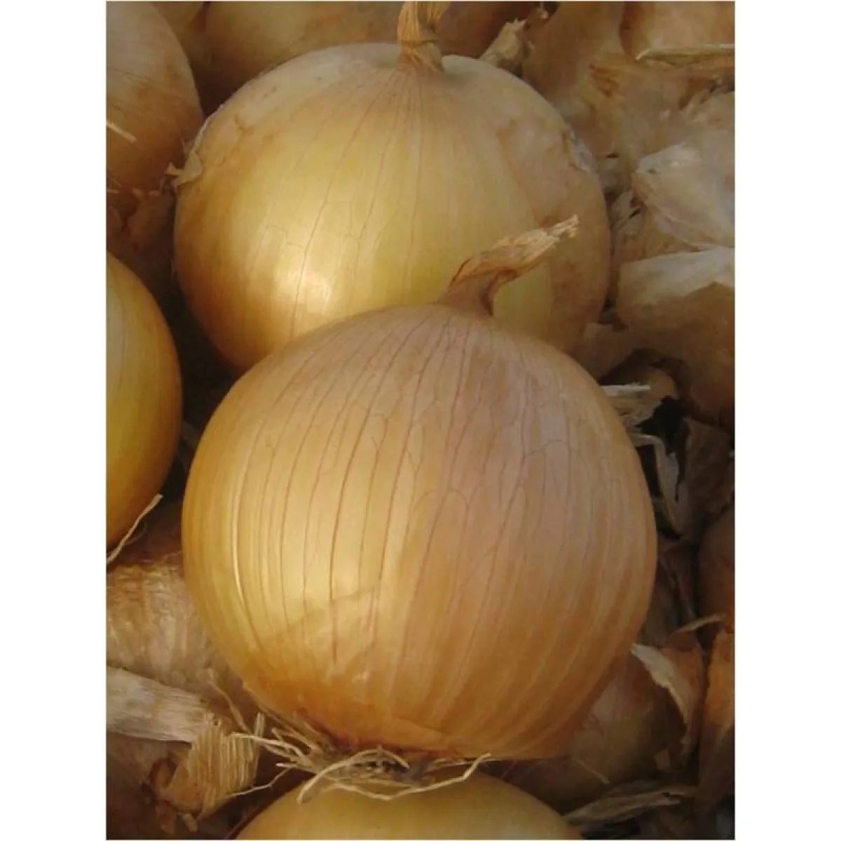 MyAgroMarket Extra early gold F1 σπόροι κρεμμυδιού 250.000 υπέρ πρώιμο