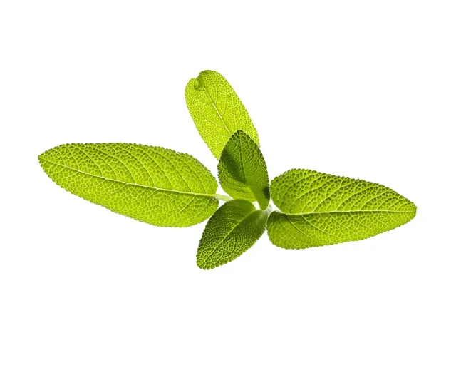 Click and Grow Garden Sage κάψουλες φυτών 3-pack φαρμακευτικές