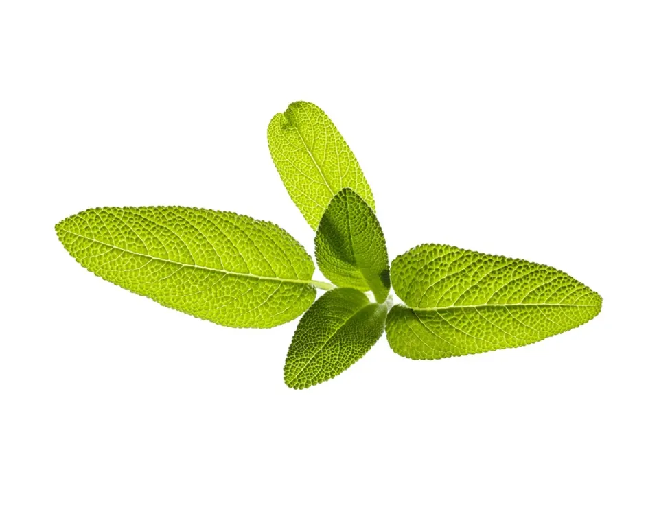 Click and Grow Garden Sage κάψουλες φυτών 3-pack φαρμακευτικές