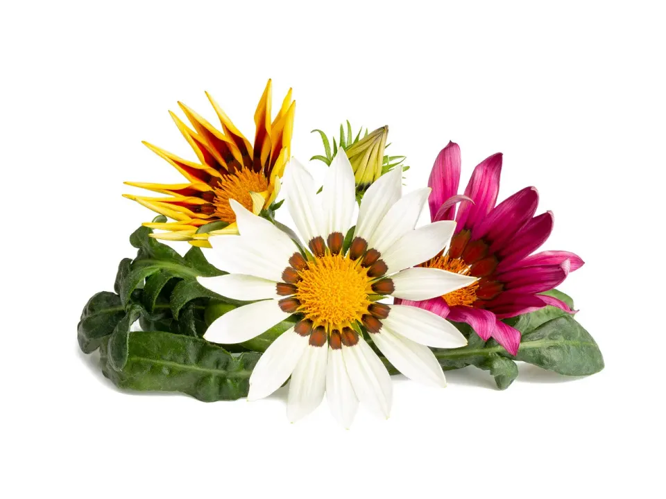 Click and Grow Gazania κάψουλες λουλούδι 3 τεμ πολύχρωμο