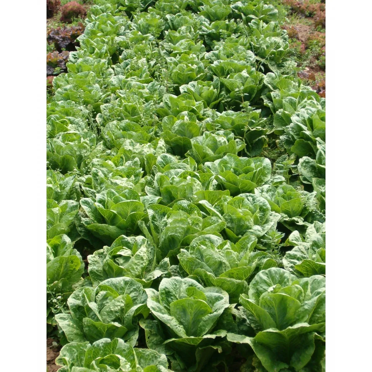 MyAgroMarket μαρούλι ρομάνα σπόροι 3gr Parris Island