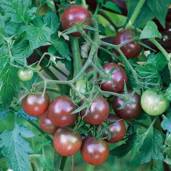 MyAgroMarket Black Cherry σπόροι τοματίνι 20 σπόροι