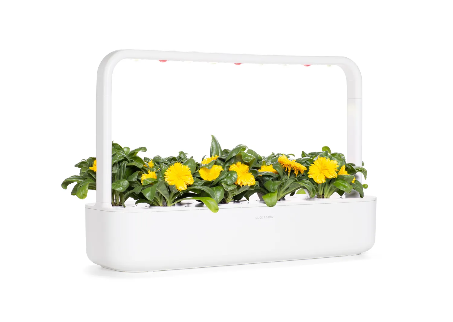 Click and Grow Calendula κάψουλες φυτών 3 τεμαχίων βρώσιμα άνθη