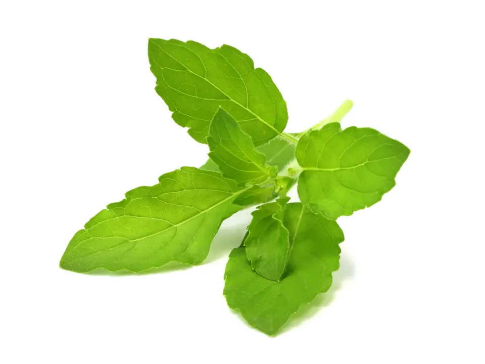Click and Grow Holy Basil κάψουλες φυτών 3-pack αρωματικές