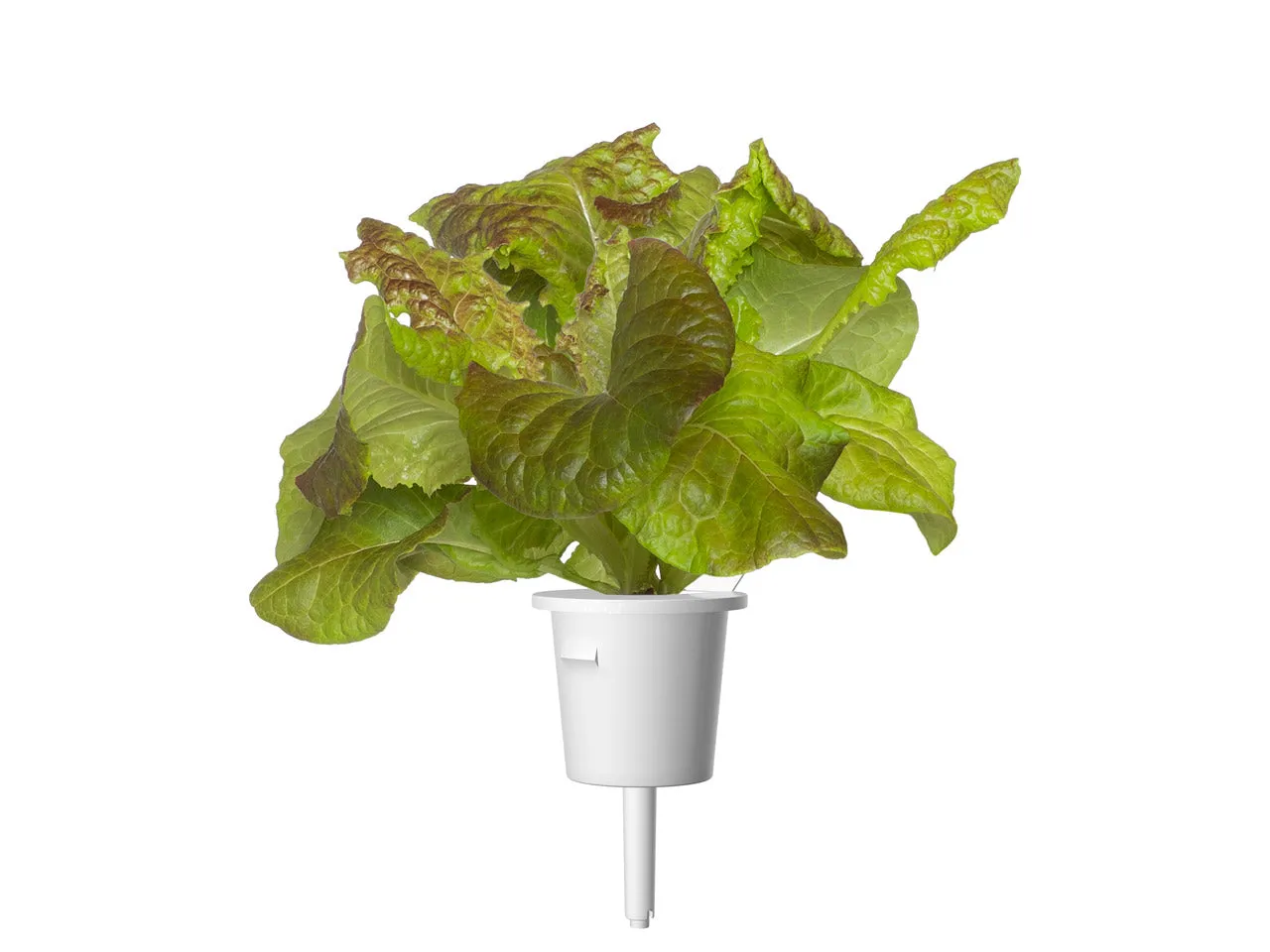 Click and Grow Red Lettuce κάψουλες 30 τεμ κόκκινο μαρούλι