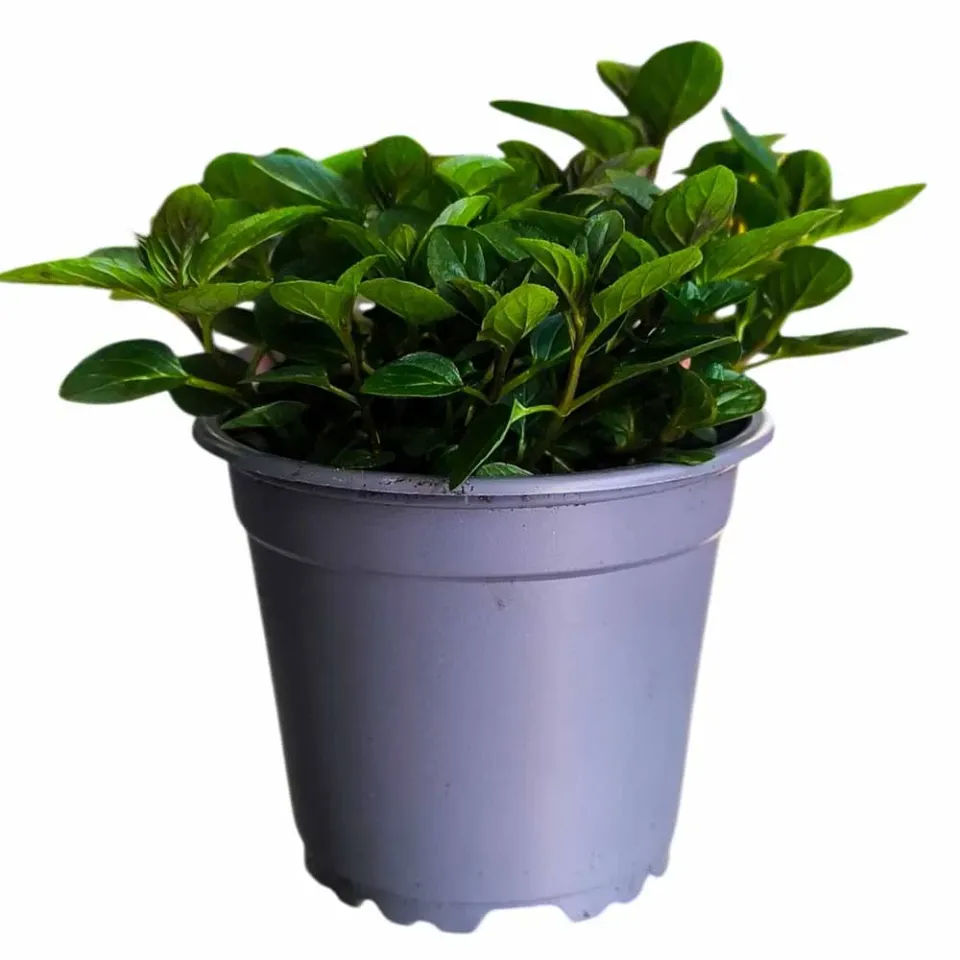 MyAgroMarket Mentha piperita φυτό μέντας γλάστρα 10εκ