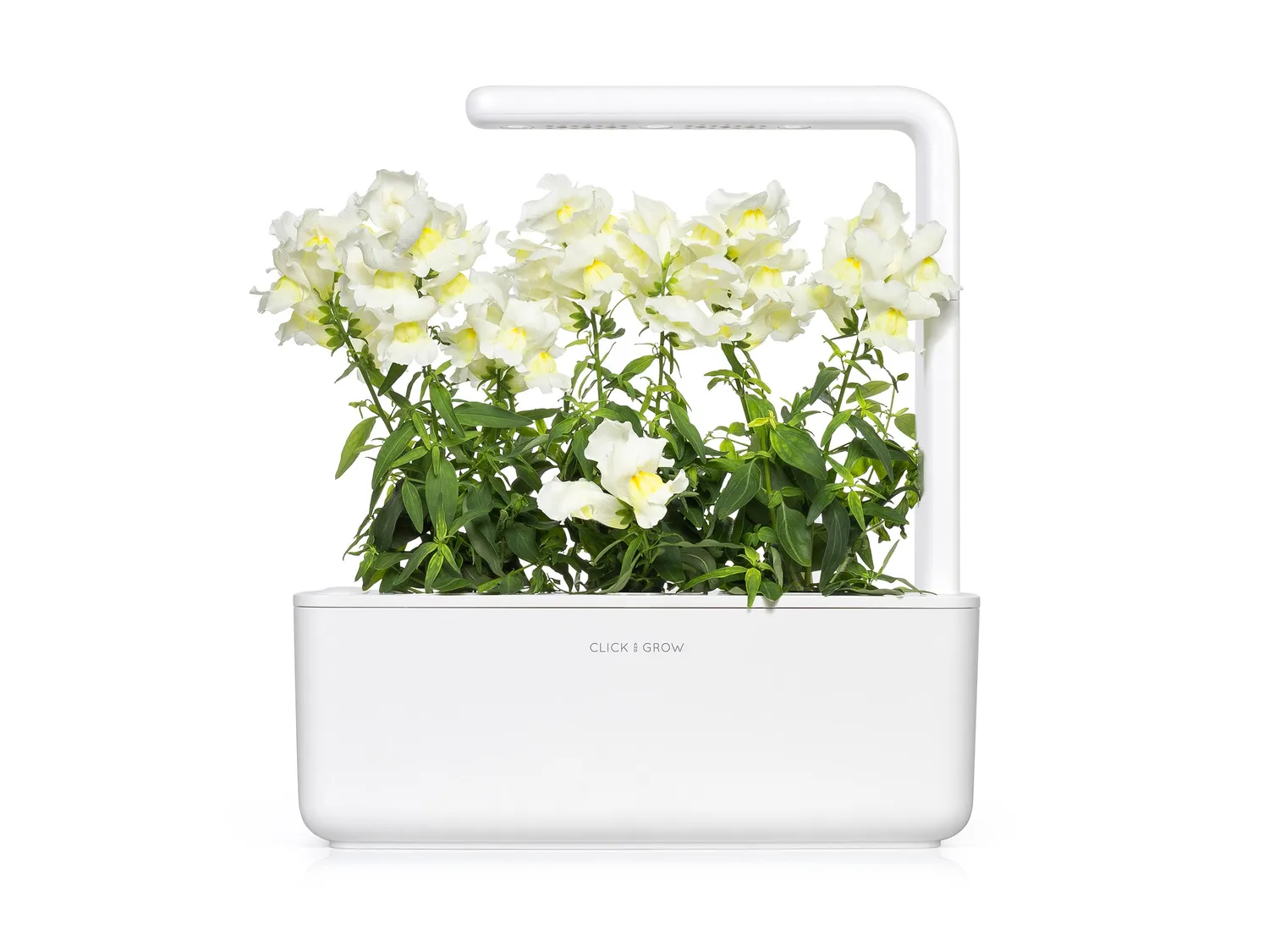 Click and Grow White Snapdragon κάψουλες 3 τεμ λευκό