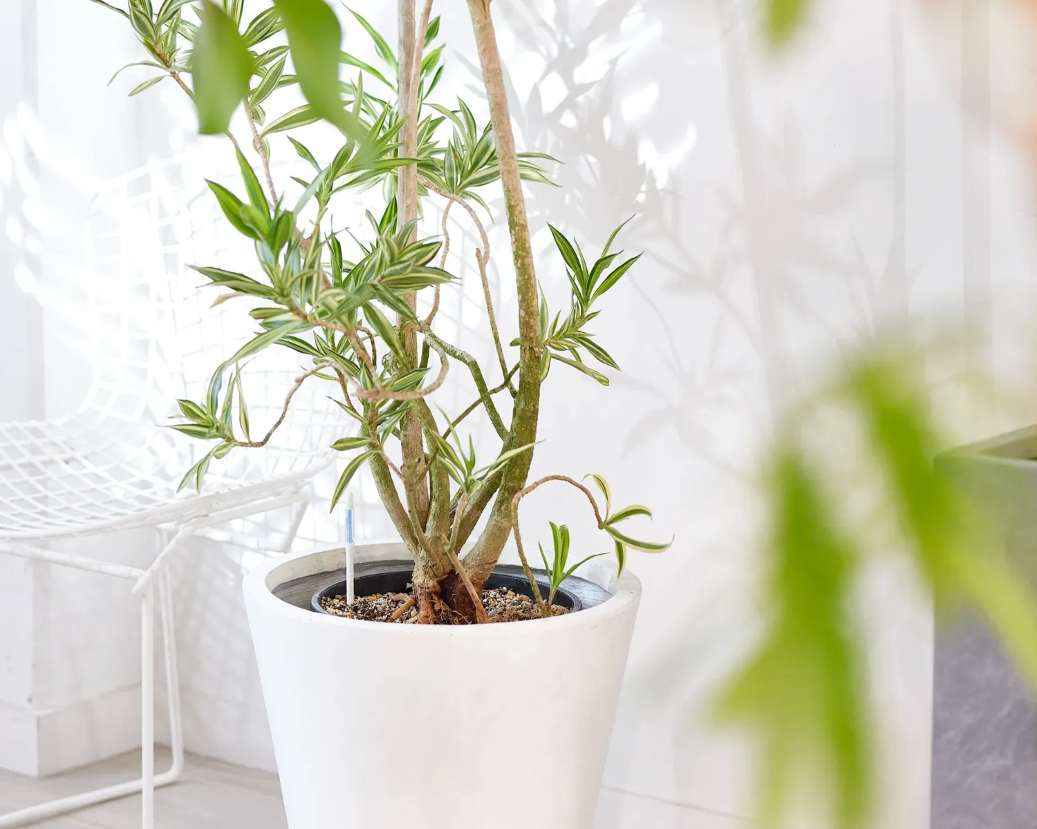 Click and Grow δείκτης ποτίσματος L πλαστικός